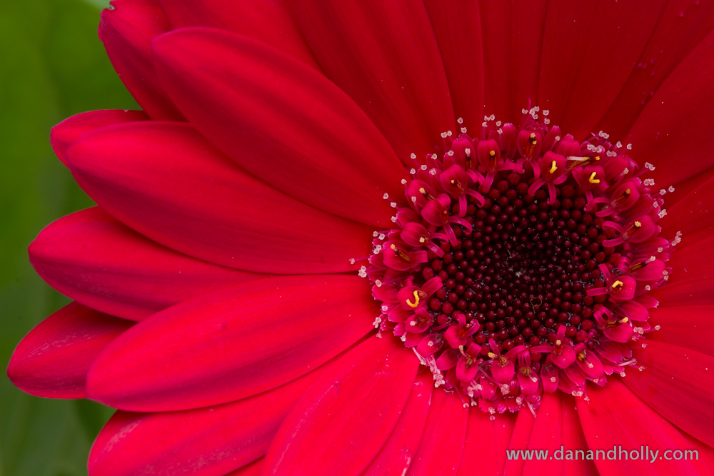 Gerbera Daisy